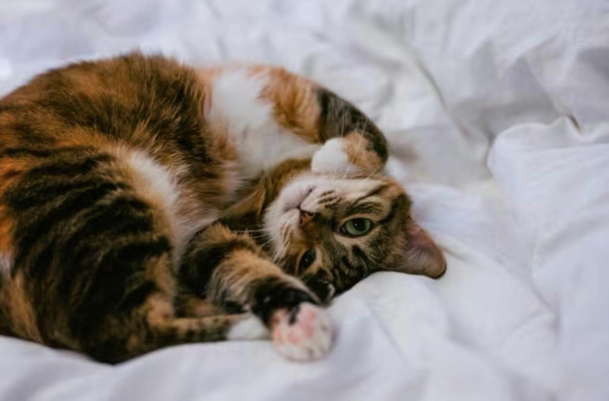 Si amas a tu gato, aliméntalo con Exclusive Cat de Gosbi. Un producto natural, sabroso y nutritivo que cuida de su salud y bienestar. ➡️ muyinteresante.com/mascotas/64612…
