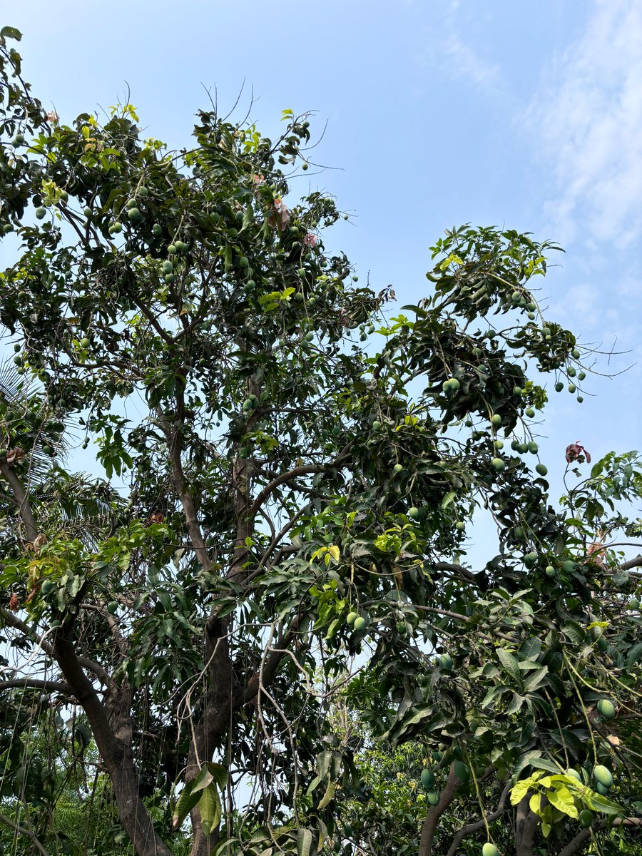 Just outside my Balcony ;When you have Jupiter Well placed and prominent ,you actually live in an area of high vegetation or your house will have good ventilation. #Jupiter