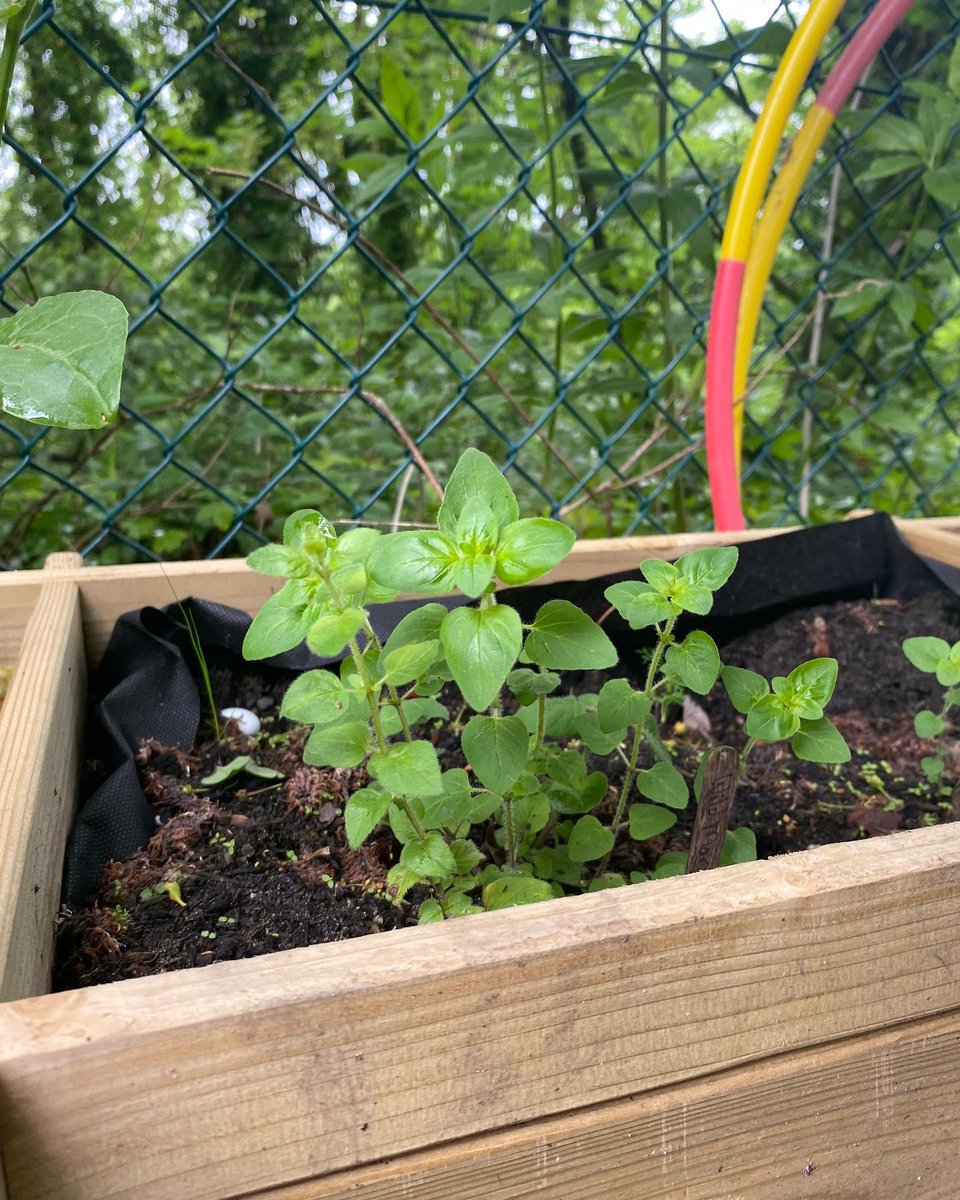 Our community garden has produced a wide range of herbs! 

🌱 Basil
🌱Mustard
🌱Chives
🌱Mint
🌱Marjoram
🌱Chicory 
🌱Thyme

Thank you to our dedicated volunteers for maintaining our outdoor space 🫶🏻

#YMCA