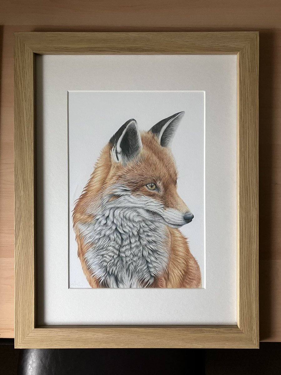 Got my latest fox print back today so might take it to my wall display on Saturday - if there’s space. #art #drawing #fox #wildlife #colouredpencilart