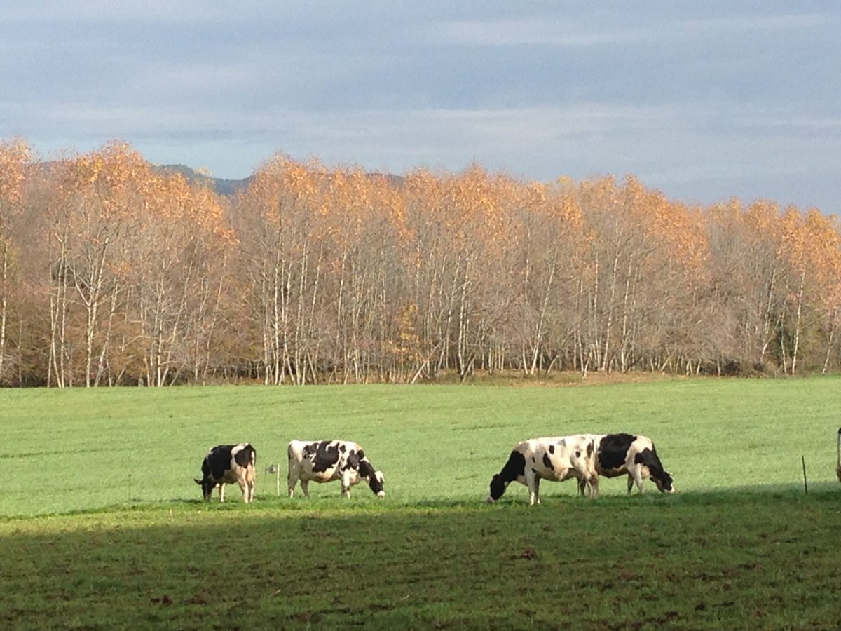 Y es que los aditivos contribuyen a la salud de los animales, por ende a la salud de las personas y, finalmente, a la salud del medio ambiente

realidadganadera.es/home/actividad…

#realidadganadera #somosganadería #meatthefacts