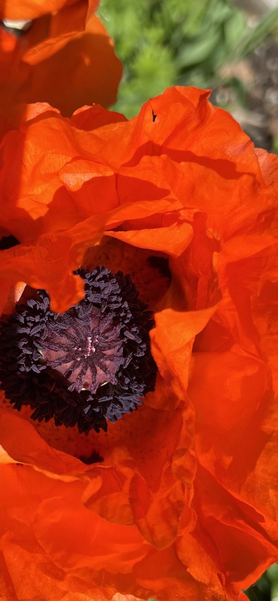 Good afternoon 🌞 Three big poppies have burst into bloom, with more on the way. So bright and cheery!