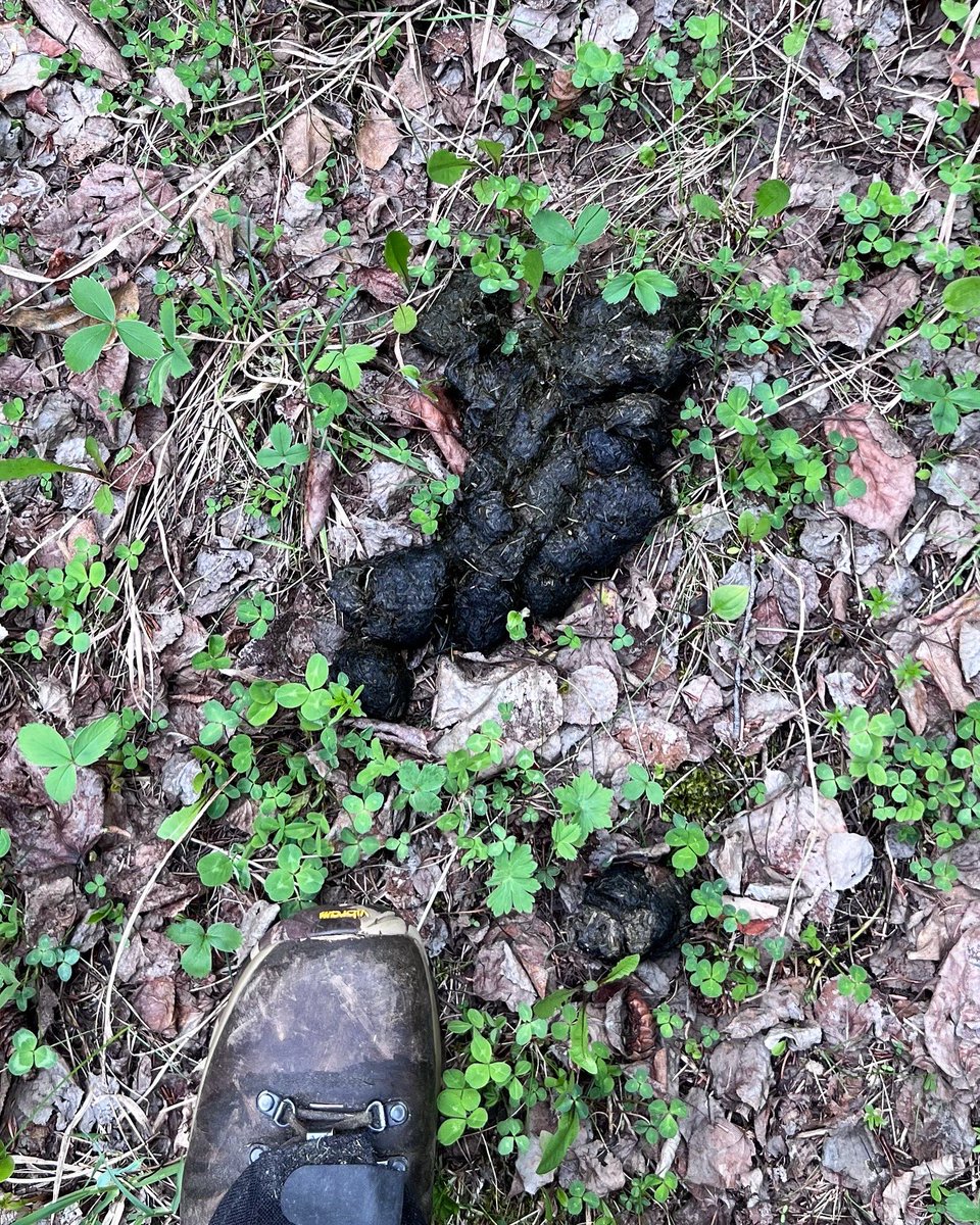 Lots of bear activity out here.  Grizzly hair on some barb wire & scat that’s probably from a black bear.  I’m not sure but I thought I saw a black bear watching me from behind some trees & logs while I picked mushrooms.