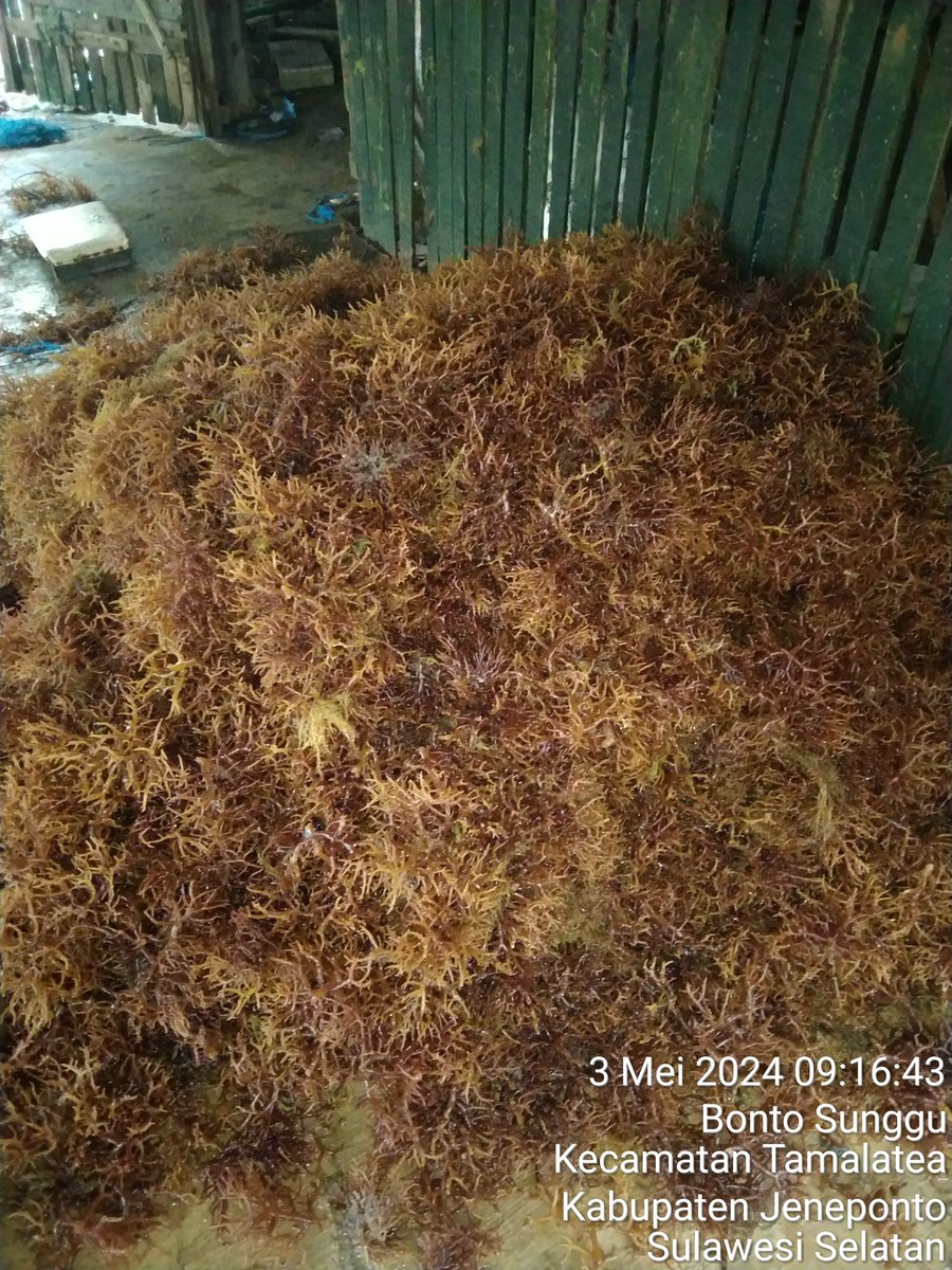 stdewi98's tweet image. Jum&apos;at, 3 Mei 2024 pengambilan data produksi 350 kg @ 2000 di Pokdakan Mutiara laut Desa Bontosunggu Kec.Tamalatea Kab.Jeneponto
#Aksi Luhkan Jeneponto 
#BPPSDM_KP
#BRPBAPPP Maros
# Puslatluh KP