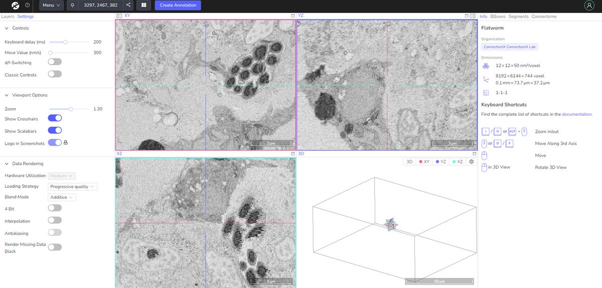 ConnectomX (@connectomx3d) on Twitter photo We are making data collected on katana microtome publicly available on <a href="/webknossos/">WEBKNOSSOS</a>, an online platform for a visualisation, segmentation and sharing. Here are some examples to explore:
webknossos.org/datasets/a498cā¦
webknossos.org/links/jeJLUPSrā¦
webknossos.org/datasets/a498c⦠We are making data collected on katana microtome publicly available on <a href="/webknossos/">WEBKNOSSOS</a>, an online platform for a visualisation, segmentation and sharing. Here are some examples to explore:
webknossos.org/datasets/a498cā¦
webknossos.org/links/jeJLUPSrā¦
webknossos.org/datasets/a498cā¦