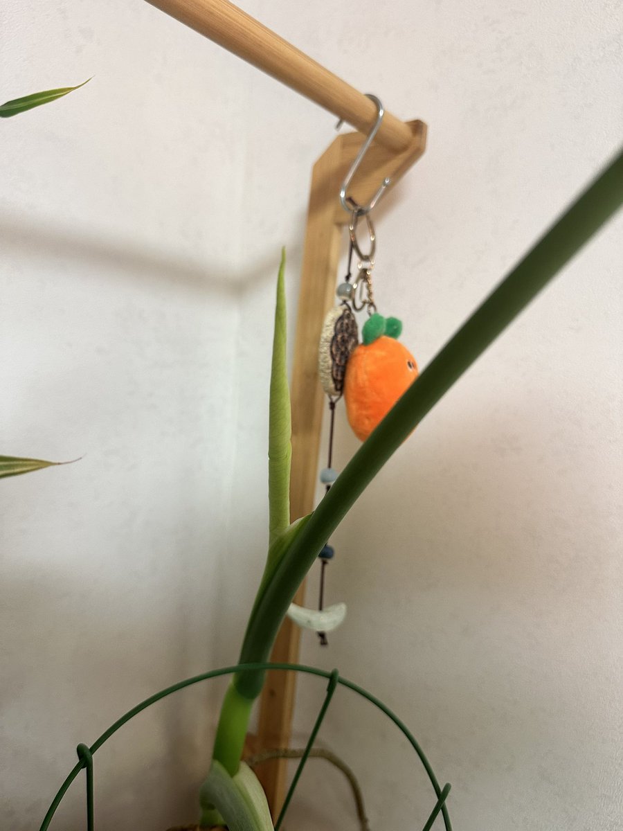 내가 사랑하는 뾰족이들💚
여인초와 몬스테라 새싹들🌱