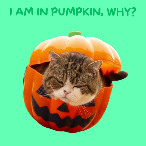 CatMaruX's tweet photo. @penguin_curator wen pumpkin phase? $Cat https://t.co/hFtgRrPOJr