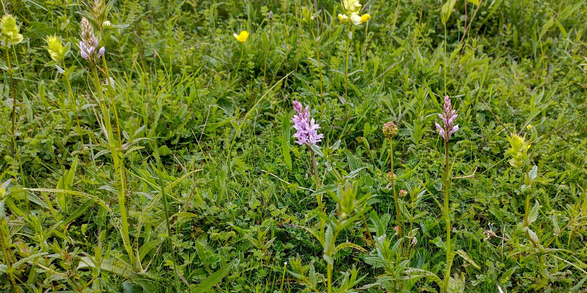 #CommonSpotted #Orchids (Dactylorhiza fuchsii) are popping up all over #FarthingDowns and #HappyValley in #Coulsdon - these beauties are on the eastern slopes of Farthing Downs.