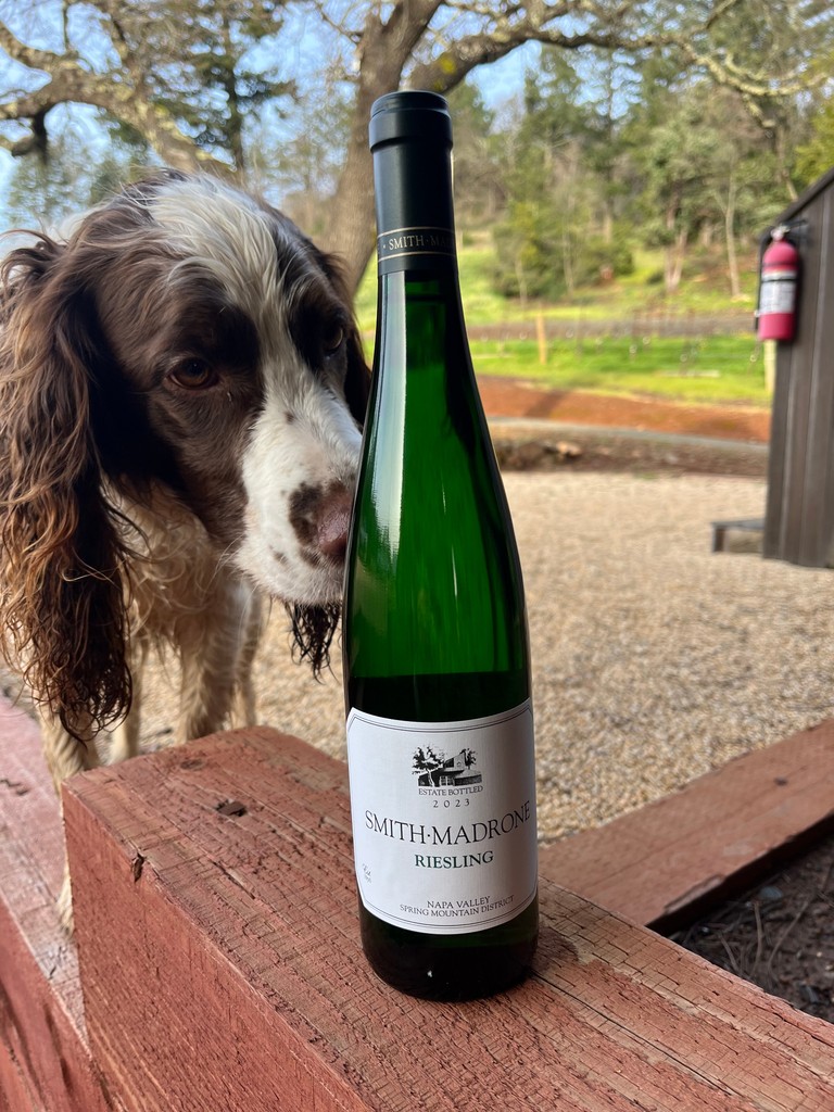 Did you know that all of our wines are pre-inspected by Tucker? We decided to pull our 2021 #Riesling out of the cellar to sample it & see how it's progressing. 

smithmadrone.com

#springspaniel #winedog #winerydog #wine #napa #sthelena #thirstythursday