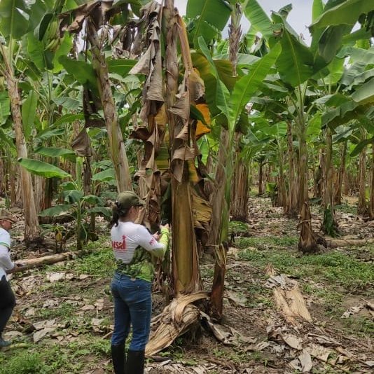InsaiVeOficial's tweet photo. #UnidosDeCorazón❤️
Debido a vigilancia general y específica, implementada en plantaciones de Plátano identificadas e intervenidas con toma de muestras a tejido vegetal para despistaje Foc R4T con resultado Negativo, emitido por Lab. de diagnóstico UCV-FAGRO e IVIC.
@wcastroPSUV https://t.co/US8jOc9QgS