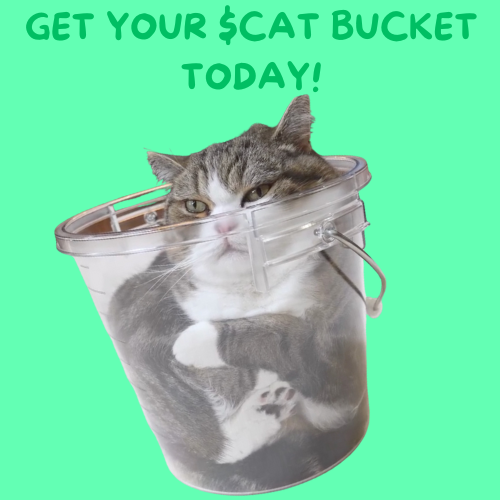 CatMaruX's tweet photo. @barkmeta gmeow $Cat https://t.co/Aq7l6Uw929