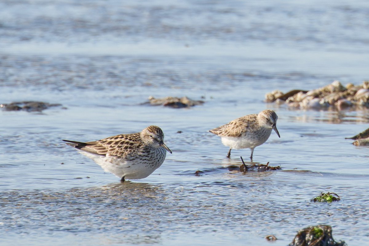 a white-rumped sandpiper and a semipalmated sandpiper putting aside their differences and just chilling out on the beach together 🥲