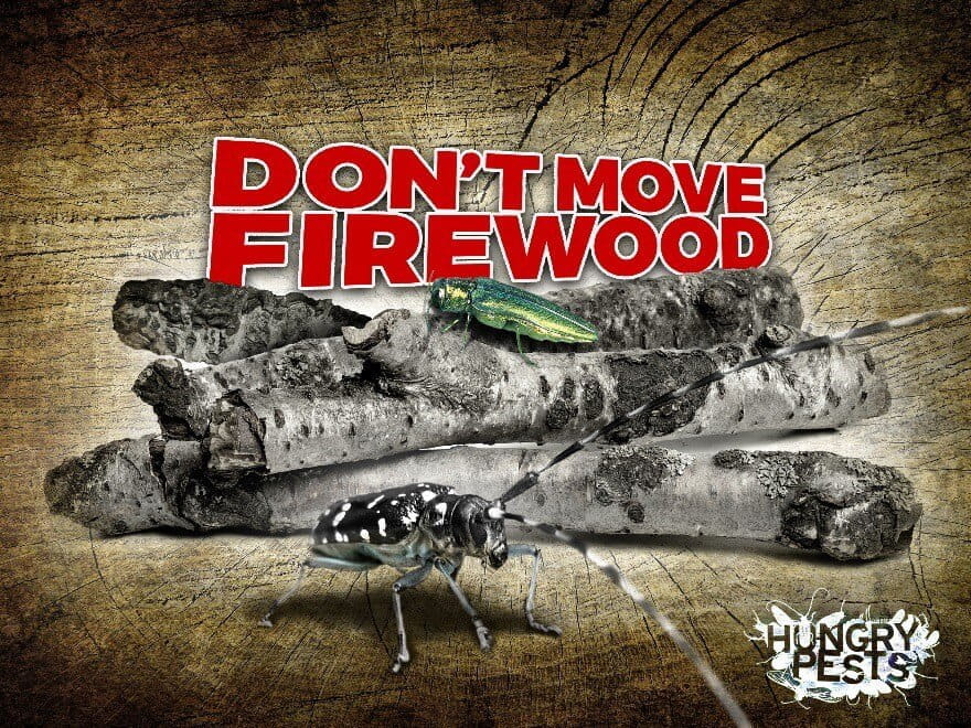 DYK forest pests and disease can live on firewood? Protect Michigan’s forests by buying wood locally. Learn more: tinyurl.com/mr4bszhh #MiEnvironment #NotMISpecies