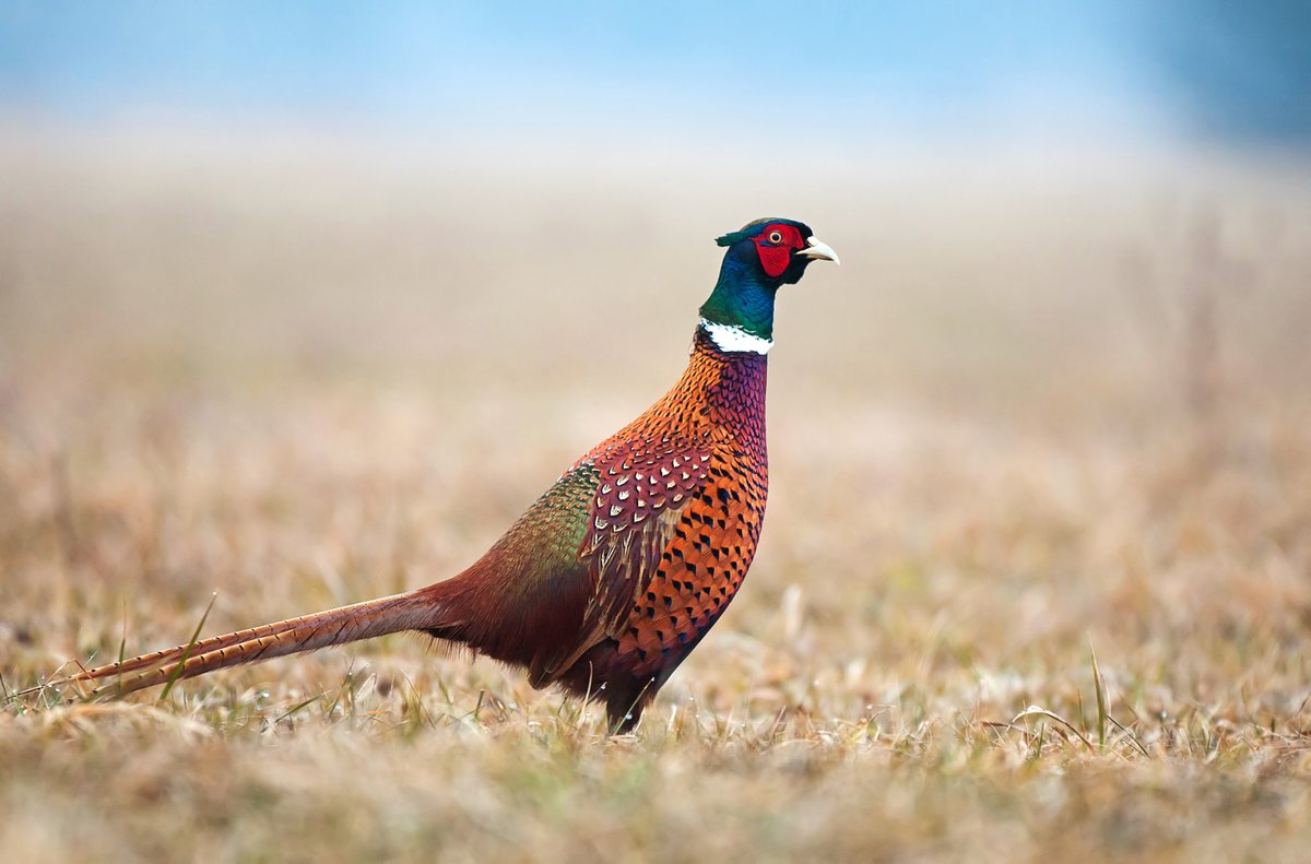 POSTDOC ANNOUNCEMENT We're looking for a postdoc to join the lab to work on spatial modeling of pheasant abundance. Experience with machine learning, connectivity modeling, and advanced coding in R preferred. jobs.rwfm.tamu.edu/view-job/?id=9…