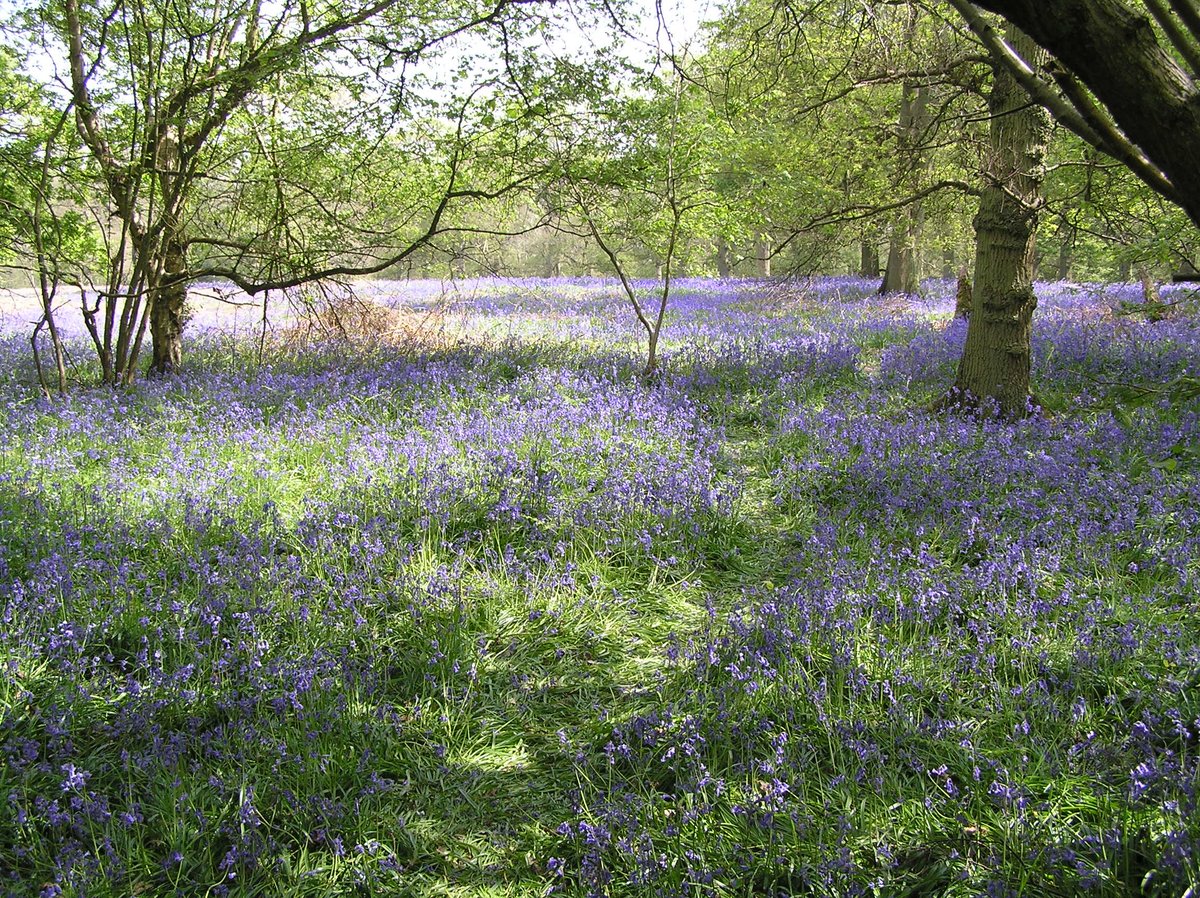 Steven Falk tweet media