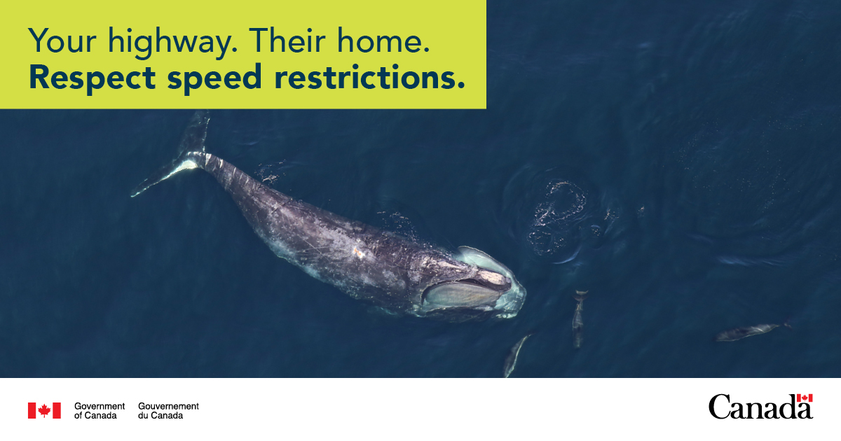Transport_gc's tweet photo. ⚠️ Roseway Basin area to be avoided: Mariners are encouraged to avoid this area from June 1 to December 31 to protect North Atlantic right whales.
For more information: https://t.co/gX5bX7plFK #NARW @DFO_MAR https://t.co/eaBdbely0C