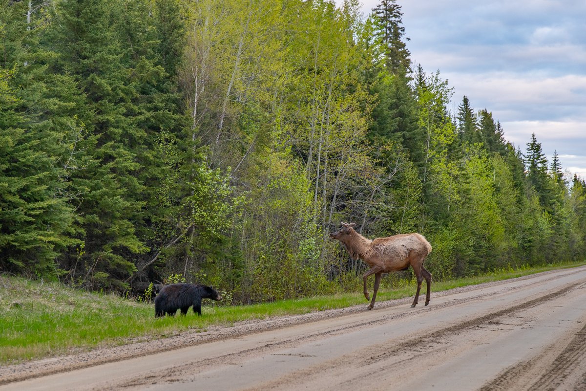 The #YourSask photo of the day for May 30 was taken by Gerry Pocha in Waskesiu. trib.al/I5b66mU