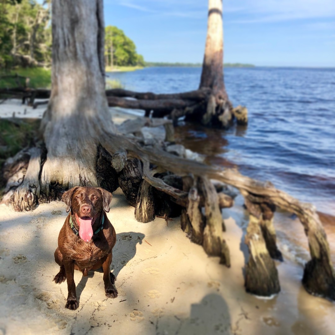 🐾🌟 Happy #FurFriday! 🌟🐾

Our Yogi is always living his best life, soaking up the sunshine and cool breeze by the shore. 🌞🏝️ Look at that happy face! Lets hear your own furry friend adventures!

#PawsAndPontoons #BeachDay #HappyPup