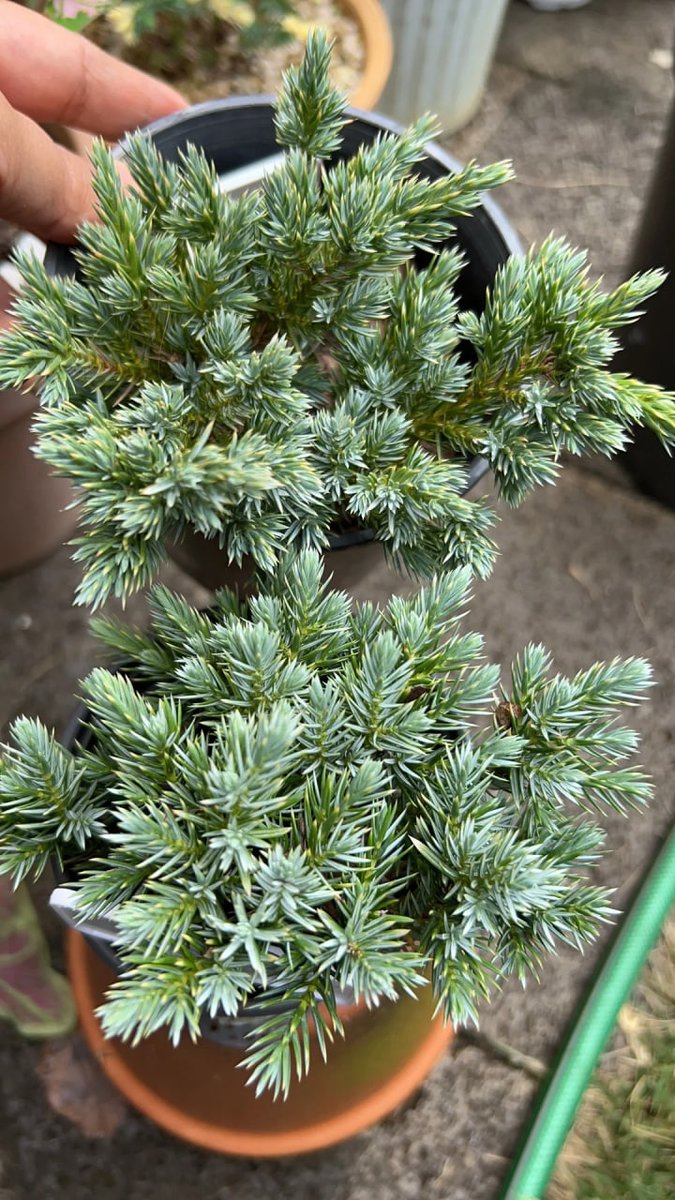 Looking at these buds makes me happy!