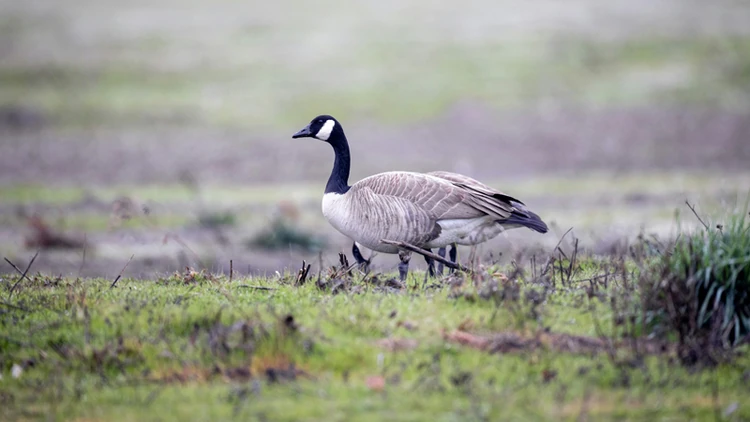 #ConsumerDailyReports Consumer News: Second case of bird flu in humans confirmed in Michigan: [unable to retrieve full-text content]

Both cases were found in dairy farm workers

 By Kristen Dalli of ConsumerAffairs May 30, 2024 

While bird flu has… dlvr.it/T7bvvn