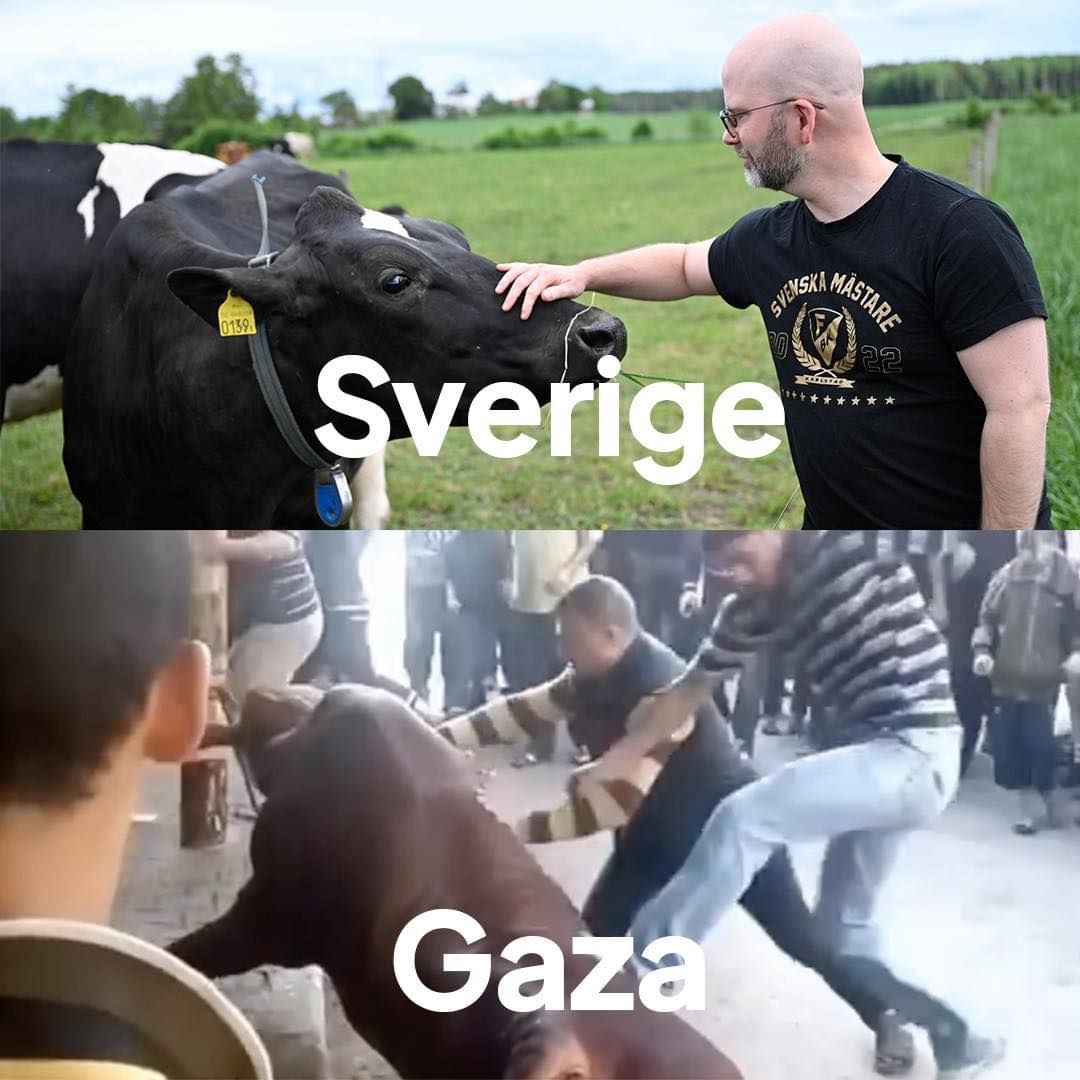 Förbjud export av levande djur, särskilt till islamistiska länder. 

För djuren, rösta på Sverigedemokraterna.