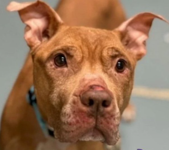 #ThursdayMotivation #ThursdayCelebration Hazel is reserved🎉 Thank you to the #Rescue & #Foster @TAPNYACC will post details You did it🙌👏 Not only a medical throw away Mama but a #RedPit All your hard work: #Rt's & #Pledges Tysvm #FostersSaveLives Hazel says Ty💜