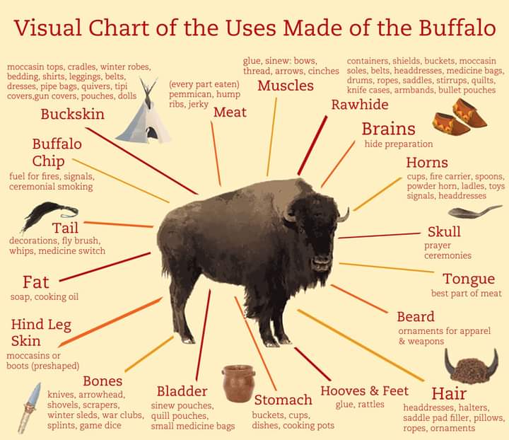 One animal provided Everything the Lakota People needed. We, are Buffalo People. ⚪🟡🔴⚫ #Lakota #Sicangu #OcetiSakowin