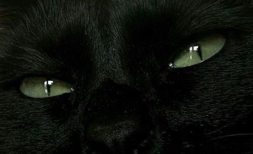 🦇 𝐭𝐡𝐞 𝐯𝐚𝐦𝐩𝐢𝐫𝐚 𝐬𝐡𝐨𝐰 | nsfw tweet media
