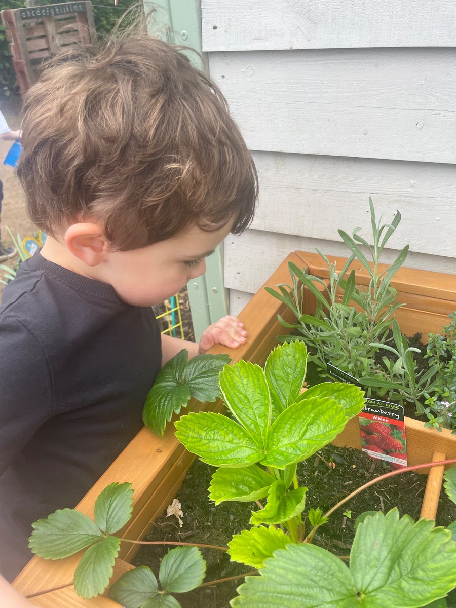 Alloway Early Years Centre (@allowayeyc) on Twitter photo We are starting to harvest the vegetables we have grown in our sustainability garden and will be trying some of it for snack tomorrow ๐ฅ๐๐ฑ๐ฅฆ๐ฝ We canโt wait to see what else we can grow!!! <a href="/SACEarlyYears/">SAC Early Years</a> <a href="/AllowayEYC/">Alloway Early Years Centre</a> <a href="/AllowayPrimary/">Alloway Primary School</a> We are starting to harvest the vegetables we have grown in our sustainability garden and will be trying some of it for snack tomorrow ๐ฅ๐๐ฑ๐ฅฆ๐ฝ We canโt wait to see what else we can grow!!! <a href="/SACEarlyYears/">SAC Early Years</a> <a href="/AllowayEYC/">Alloway Early Years Centre</a> <a href="/AllowayPrimary/">Alloway Primary School</a>