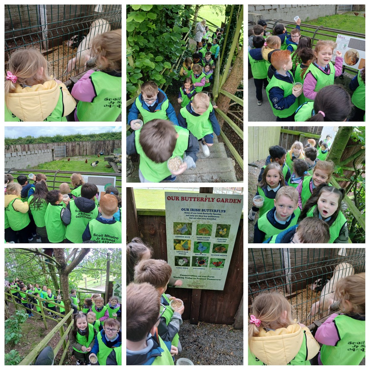 Senior Infants Tour 2024 🤩 Part 2: Feeding the animals and the nature walk 🦌