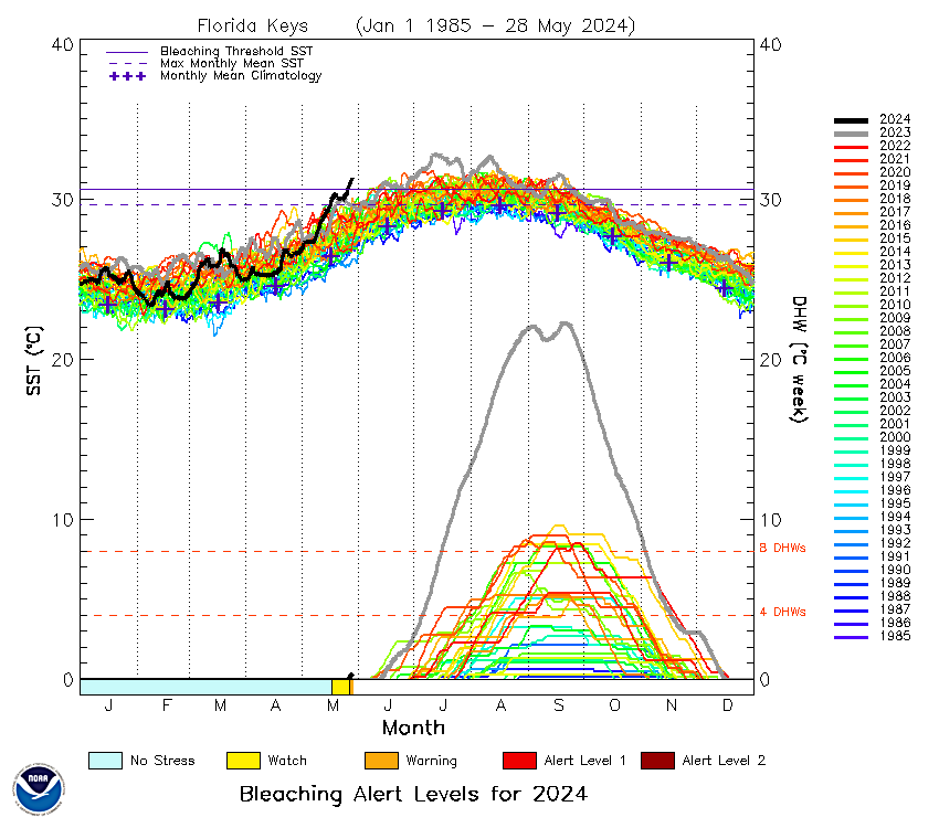 NOAA Coral Program (@noaacoral) on Twitter photo The ocean around Florida and Caribbean is heating up way earlier than it did last year. The black line shows that May 2024 sea surface temperatures are already hotter than all previous Mays back to 1985.
coralreefwatch.noaa.gov
#ClimateChange #CoralBleaching <a href="/CoralReefWatch/">Coral Reef Watch</a> The ocean around Florida and Caribbean is heating up way earlier than it did last year. The black line shows that May 2024 sea surface temperatures are already hotter than all previous Mays back to 1985.
coralreefwatch.noaa.gov
#ClimateChange #CoralBleaching <a href="/CoralReefWatch/">Coral Reef Watch</a>