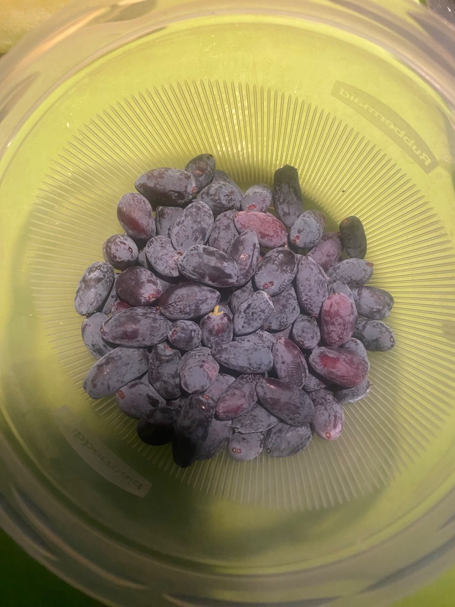 first berries (haskap/honeyberries) of the season and it’s not even June.