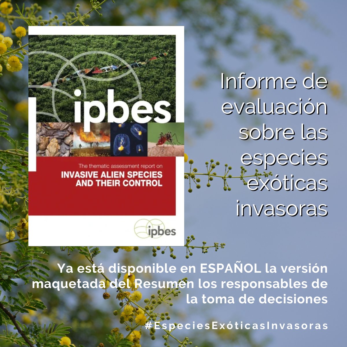 💥NOTICIAS DE ÚLTIMA HORA💥

El Resumen para Responsables de Políticas del Informe sobre #EspeciesExóticasInvasoras de la <a href="/IPBES/">ipbes</a> YA está disponible en:

📌Árabe

📌Chino

📌Francés

📌Ruso

📌Español

#PorLaNaturaleza

ipbes.net/ias