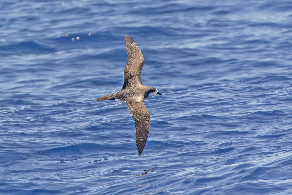 A highlight of our #Hawaii tour was some great views of excellent Hawaiian Petrels, an endangered species that can be hard to see well. This one appears to be very fresh and may be a recently fledged juvenile? Any thoughts? #BirdsSeenIn2024 @Birdquest #Seabirds @CanonUKandIE