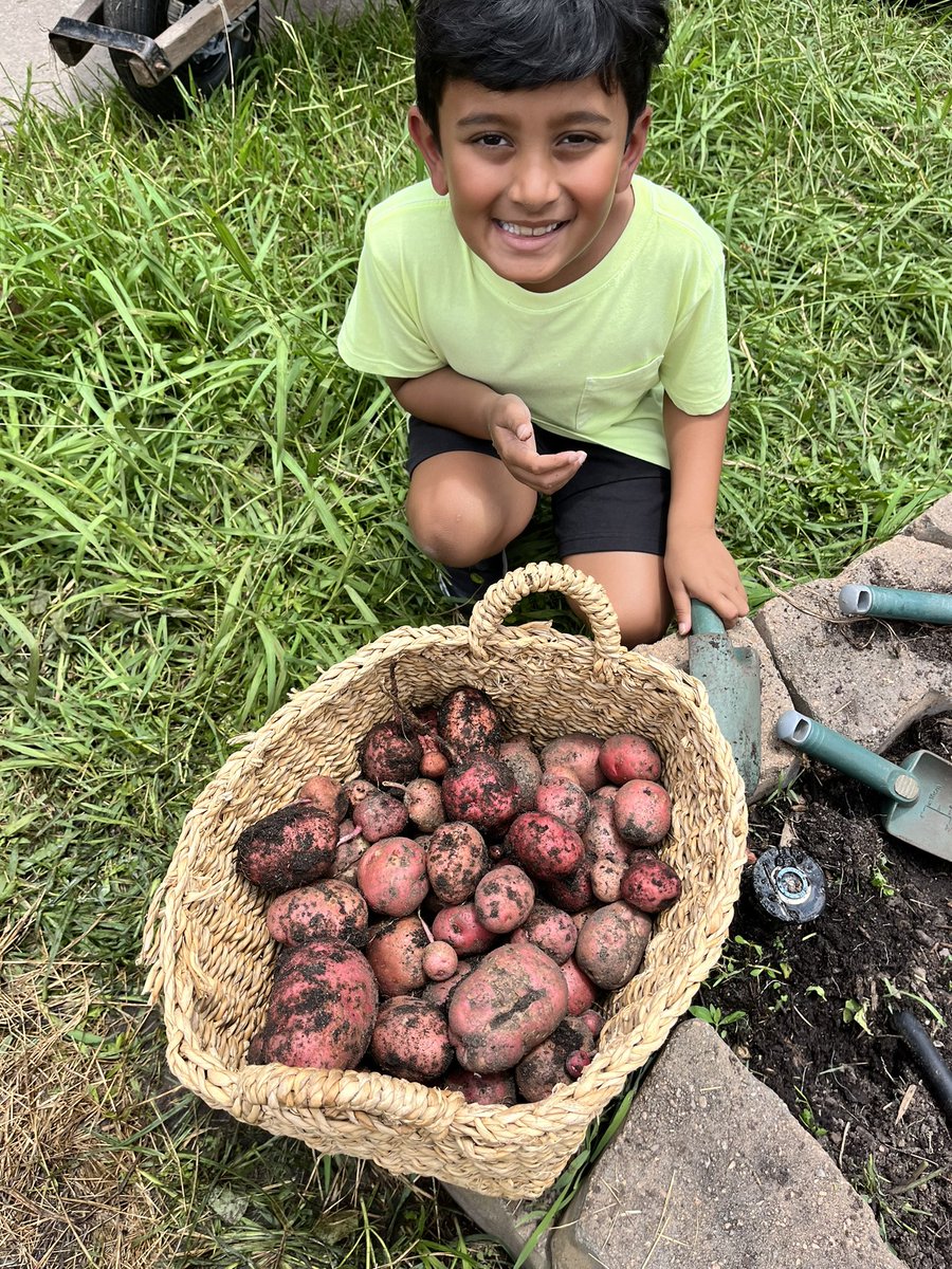 26lbs of 🥔 potatoes were #harvested @OakForestES! Successful school year of #organic gardening! @readygrowgarden @HoustonISD #GardenDay #ThankYou