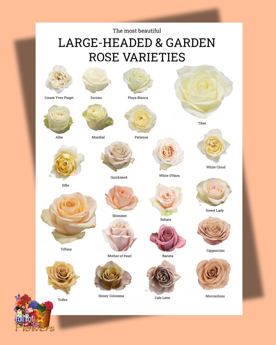 welovefullpot's tweet image. Look at these wedding roses!!
#weddingroses #weddingrose #wedding #weddingplanner #eventplanner #eventdesigner