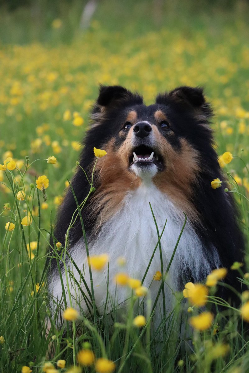 Charlotte tweet media