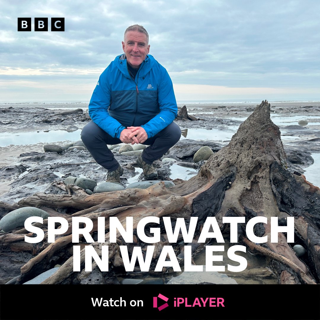 From an ancient sunken forest on Borth beach to characterful puffins on Skomer Island. 🔎

Springwatch In Wales 🌿🌼🐝
Tomorrow at 4.20pm on BBC One Wales