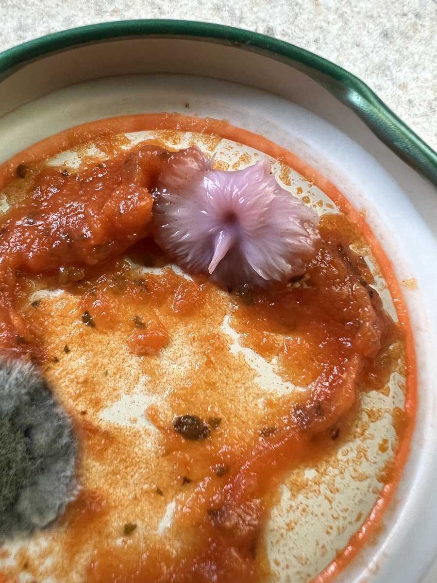 Weird microbe on a pasta sauce jar lid! My student returned from her trip and found this purple pink ish flower looking thing in her fridge. Any idea what this might be? 

@ContamClub