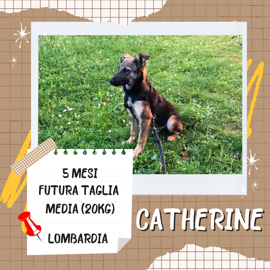 #urgente CATHERINE, CUCCIOLA STUPENDA DI PASTORE TEDESCO🩷 

5 mesi   

Futura taglia media (20kg)

📍Lombardia, adottabile in tutto Nord e Centro Italia  

3468760522 Chiara / 3404522099 Ilaria

#rescuepets #Adoption #RescueMe #adotta