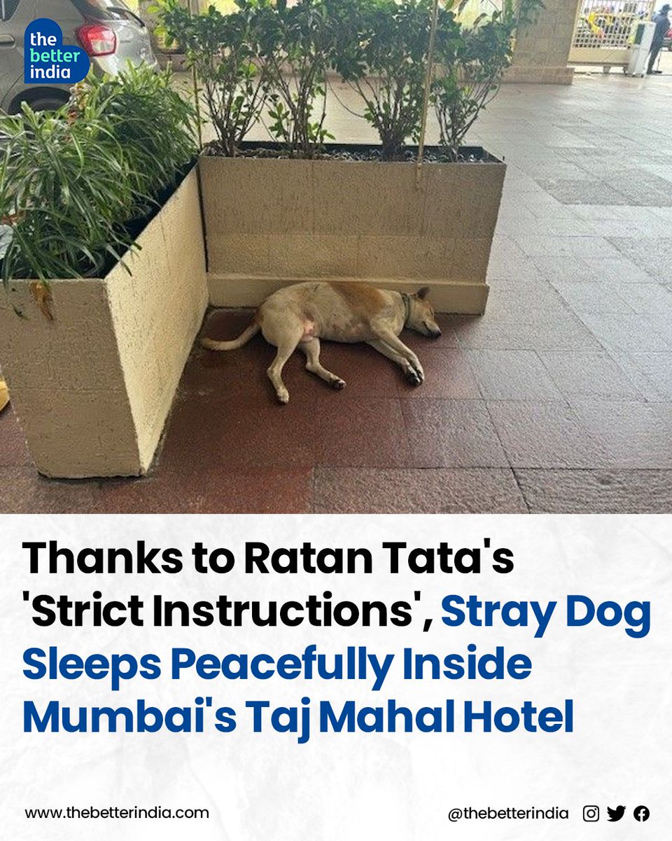 Ratan Tata is renowned for his compassion and kindness, not just towards people but also animals. A recent incident at the Taj Mahal Hotel in Mumbai exemplifies this.

#heartwarming #Empathy #RatanTata #loveforanimals #care #TajMahalHotel #Mumbai #kindness #Tata