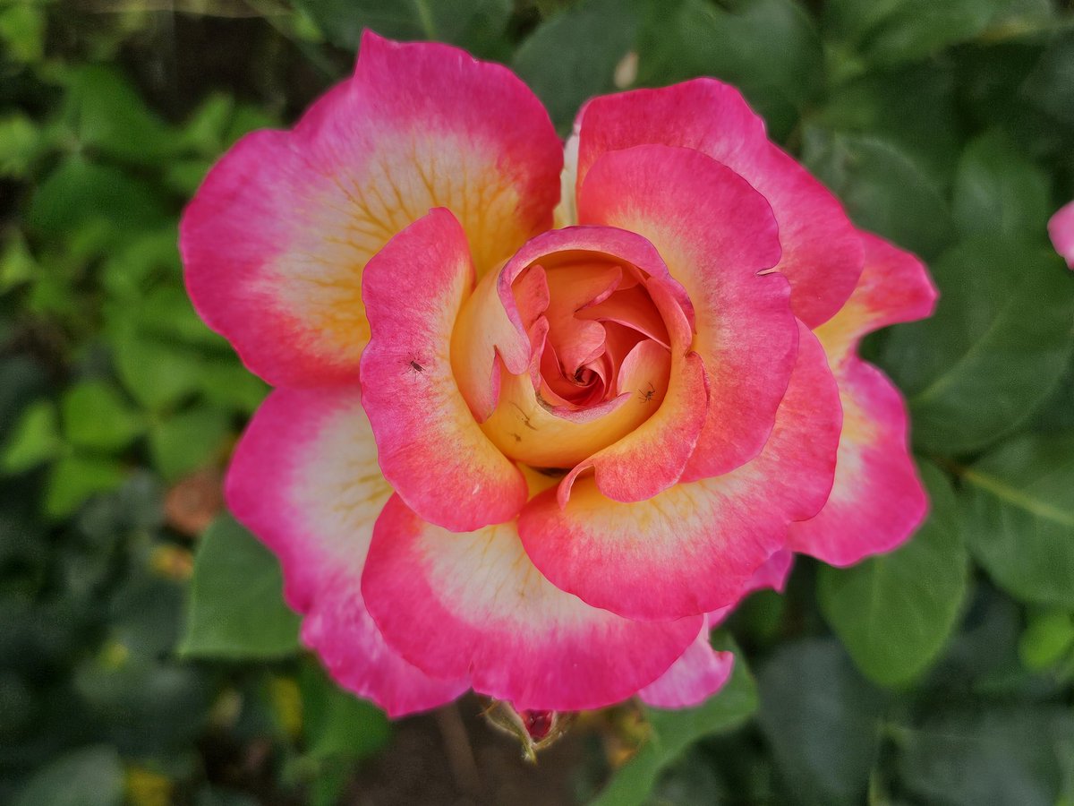 AntoStel's tweet image. di nome...e di fatto😃

#Roseto
#Roma
#roses