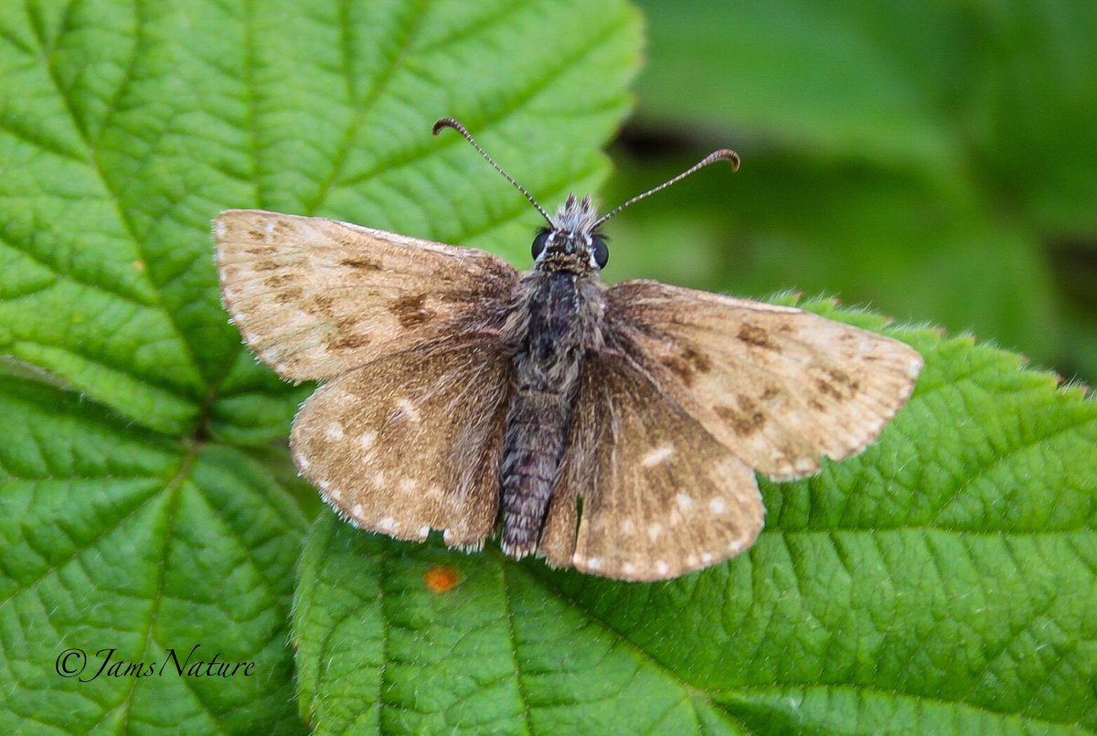 Always nice to see a Dingy Skipper.