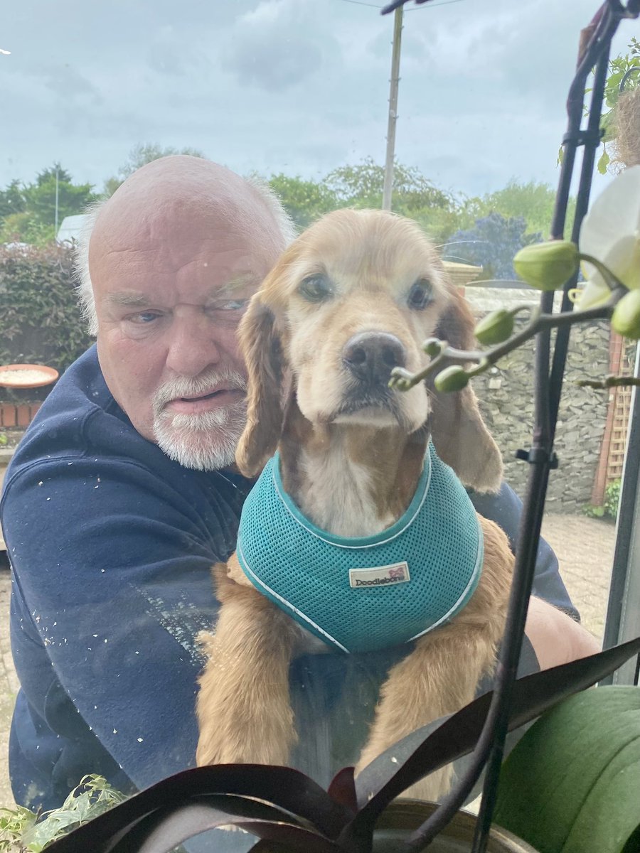 Us dogs have always been mum’s dogs #Always But! Bat is very #Very clearly a #MansDog & absolutely loves his #Dad Mum was tidying up & turned around to see these two peering in the window #OneManAndHisDog #DadsBoy