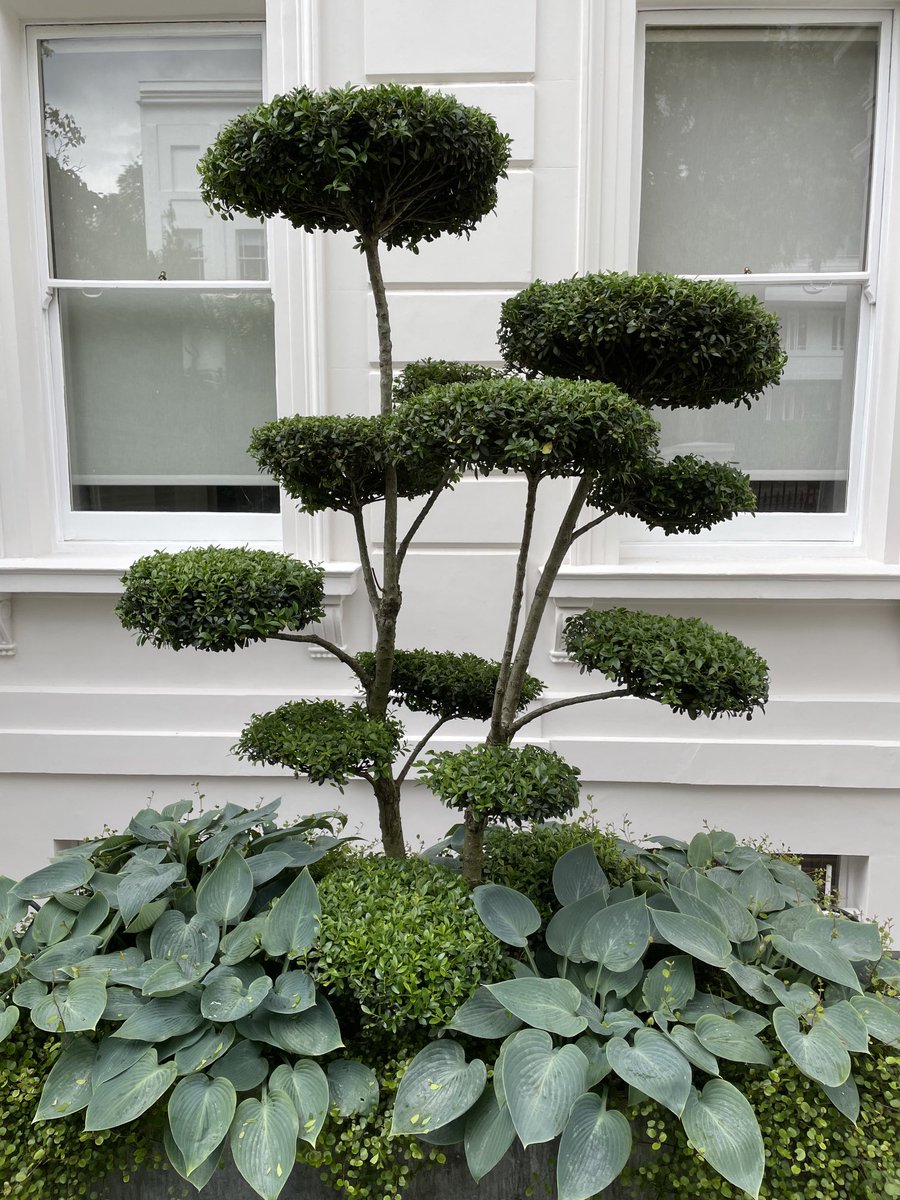 gardenexcel's tweet photo. Bonsai! https://t.co/MnTbkSxFRy