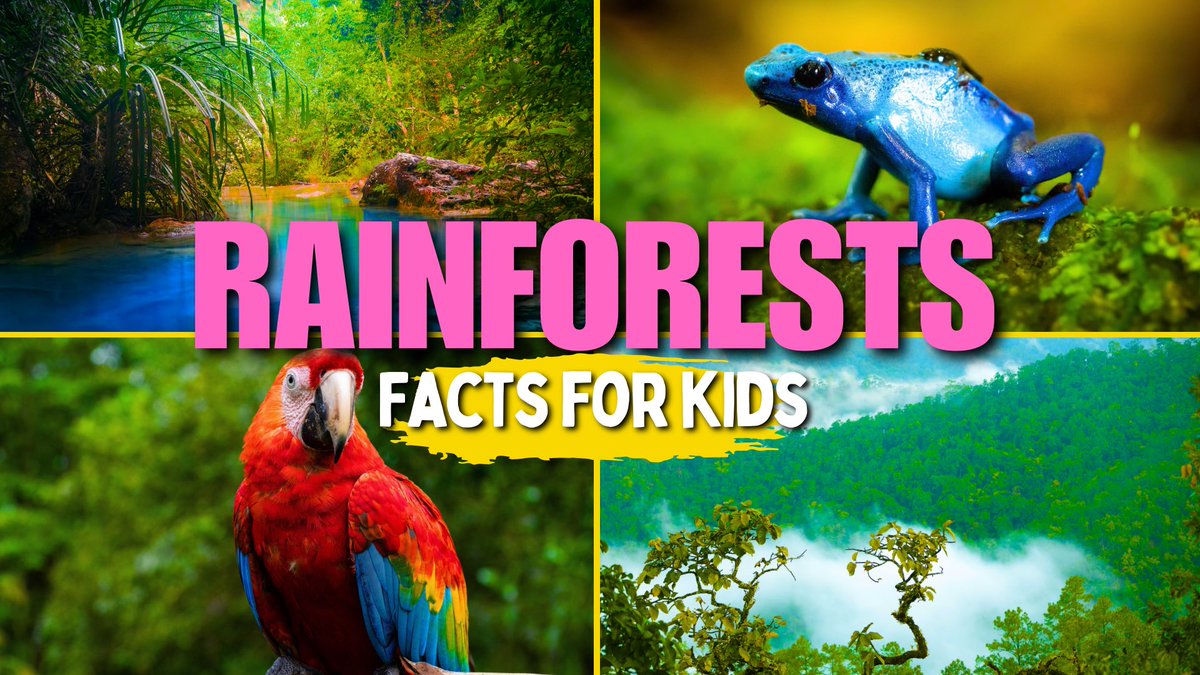 dotdottoys's tweet photo. Learn All About Rainforests (Facts for Kids) https://t.co/BpLt5XQY9v via @YouTube #rainforest #youtube #education #children #parenting #school #learning #homeschool #science #EDTech #teacher #lesson #elearning #kids https://t.co/K2gblqEm5S