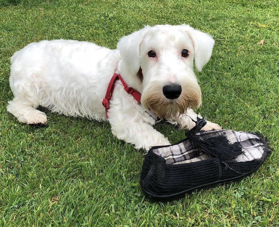 It’s #throwbackThursday! Here’s pupster me enjoying a slipper in the garden! The face of innocence… 🤣😘🐾❤️👏 #sealyhamterrier #sealyhamterriers #terrier #dog #dogs #dogsofX #dogsonX #vulnerablenativebreed