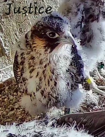 Justice! Named by Rochester Falcon Watcher Pat Carey. cp #ROC #peregrine #falcon