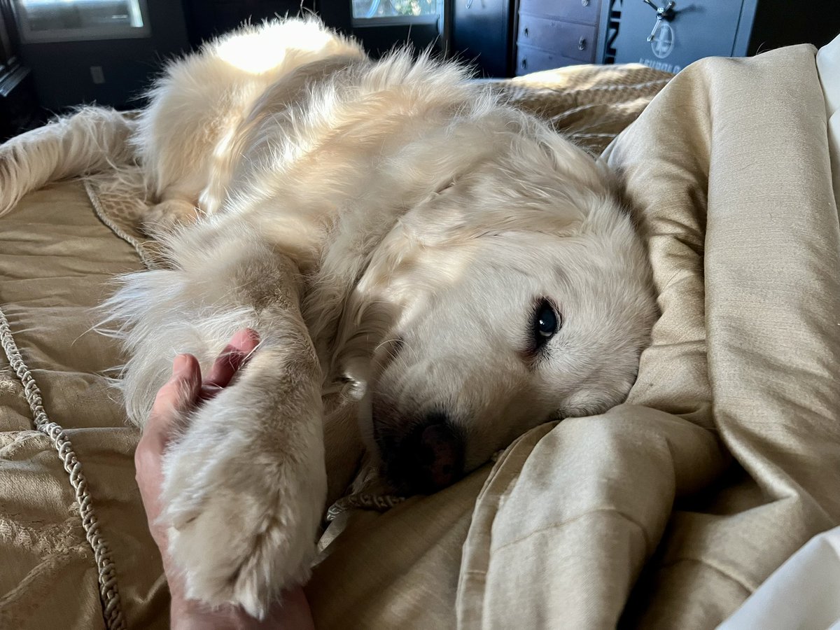 I’m still resting today but the medicine is helping. I know Mom is worried and I can still alert her with my paw to let her know she is worried - but also I’m ok! I will rest by her today as she works on the tippy-tap machine. There are so many cool things coming up to change