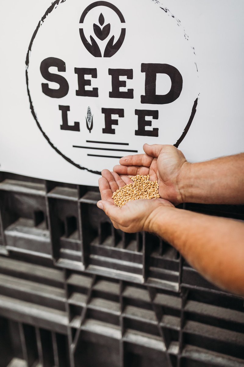 SEEDLIFELLC's tweet photo. It’s time to start thinking about wheat!! We’re sitting with growers now chatting about wheat treatment. Did you know we sell &amp; treat wheat?! Let us help you too!

#seedlife https://t.co/KxGb45NQYl